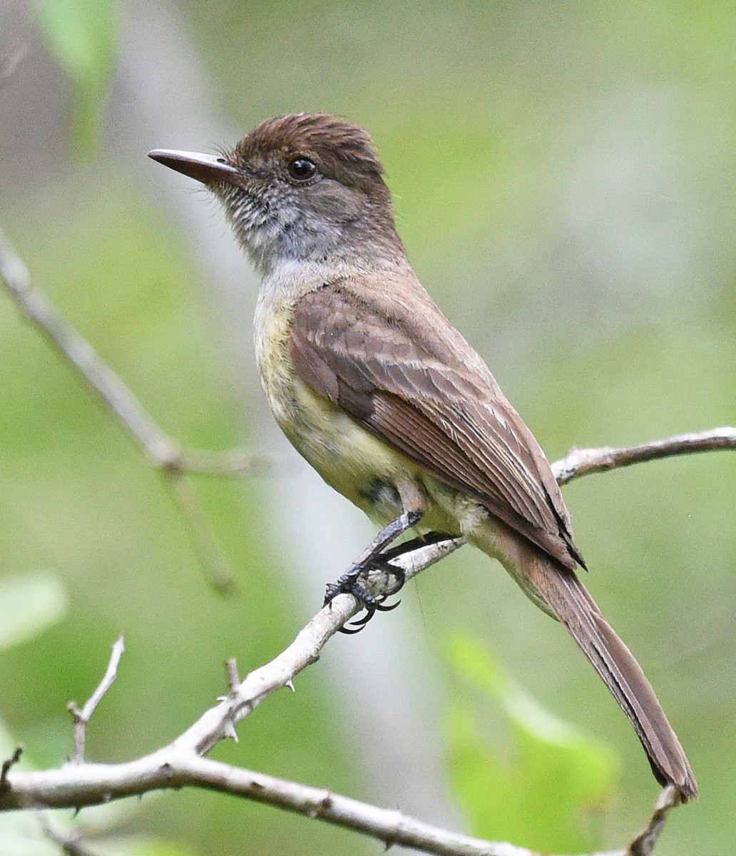 Dusky-capped Flycatcher - ML621650525