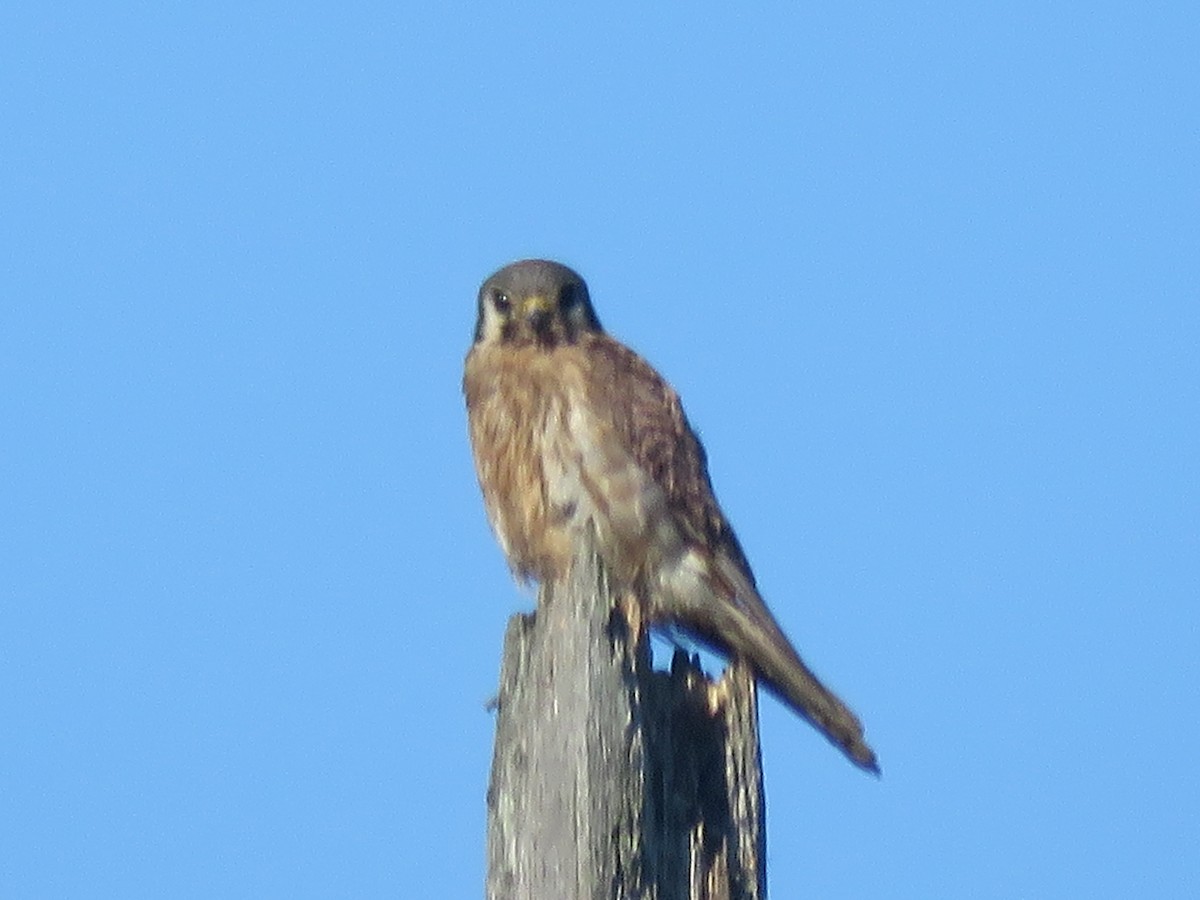 American Kestrel - ML621650569