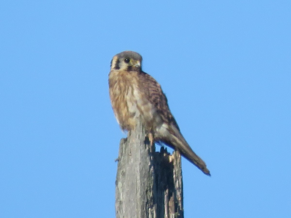 American Kestrel - ML621650570