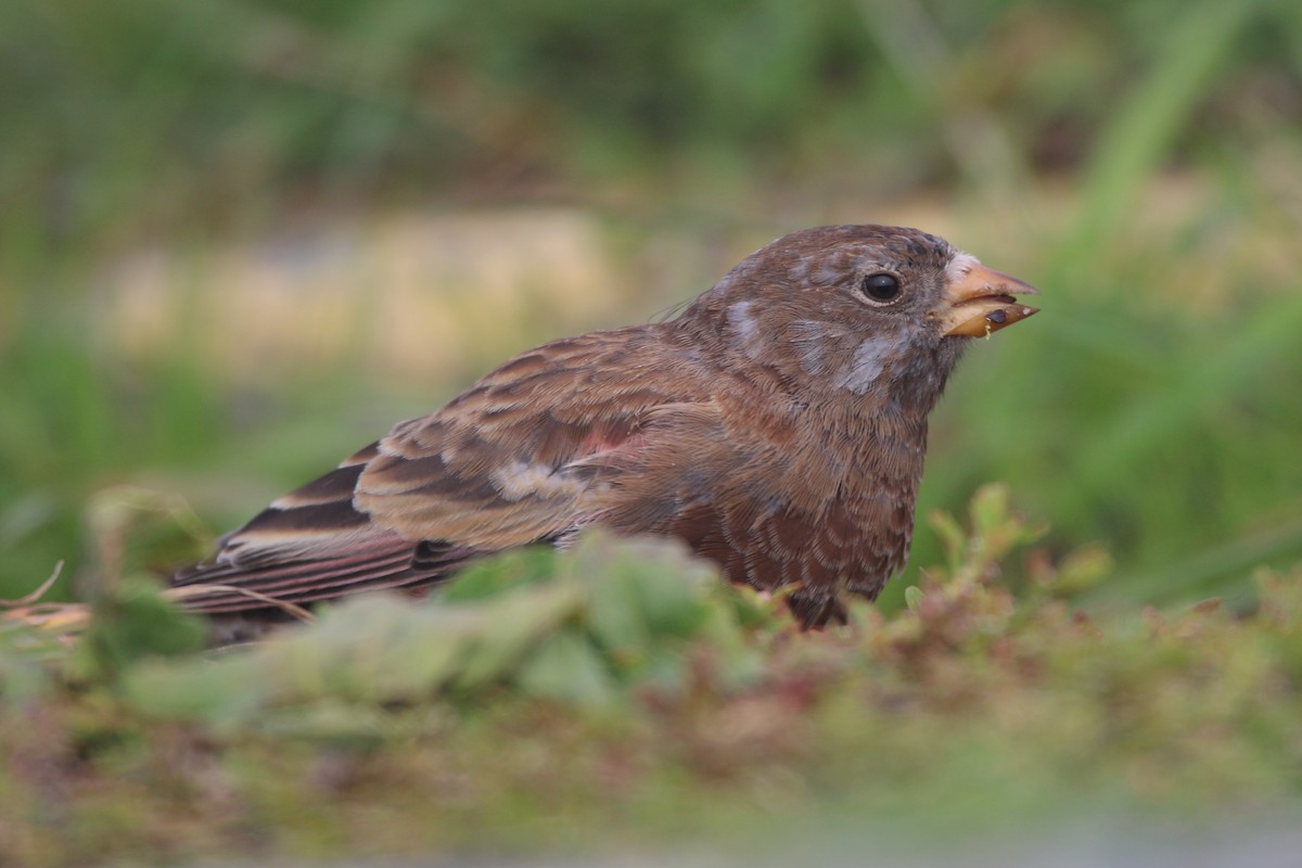 Roselin à tête grise (littoralis) - ML621650623