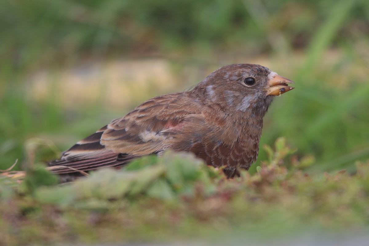 Pinzón Montano Nuquigrís (littoralis) - ML621650623