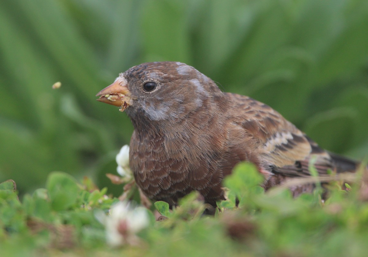 Gri Başlı Alamecek (littoralis) - ML621650631
