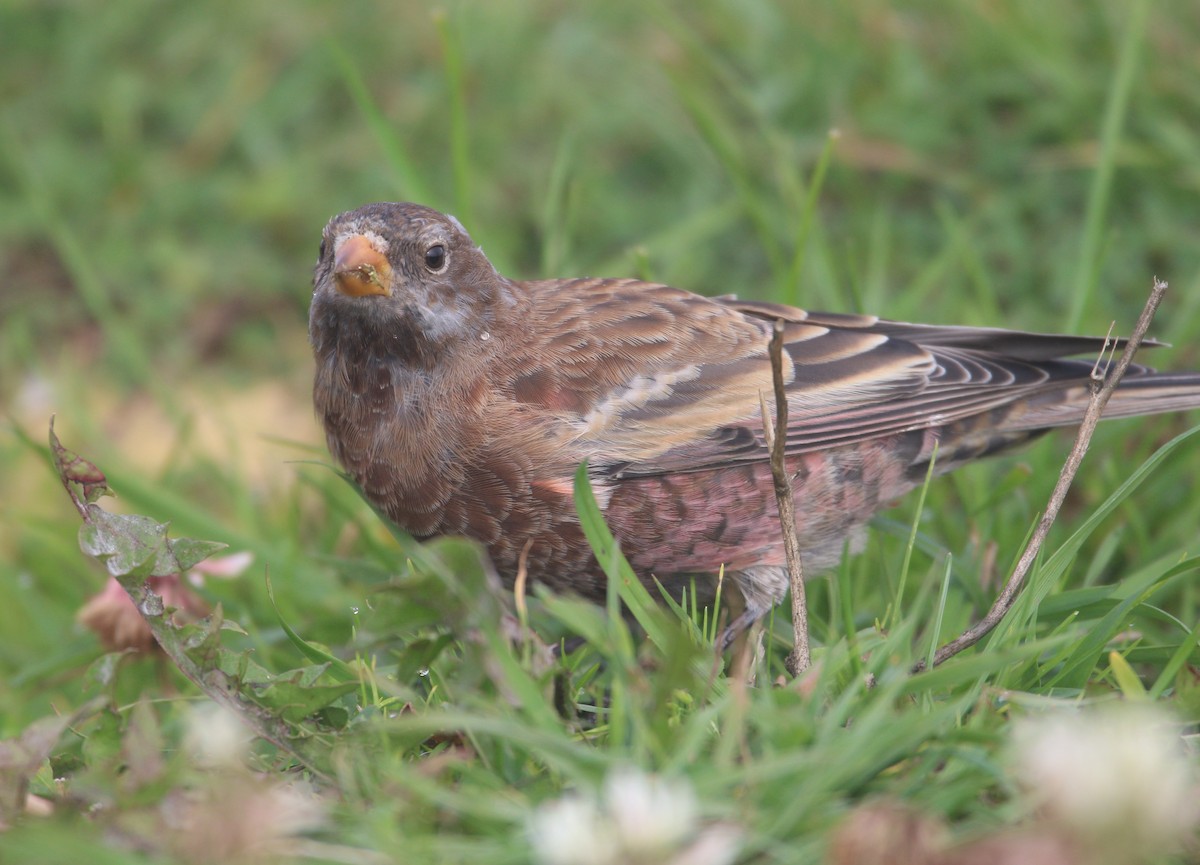 Gri Başlı Alamecek (littoralis) - ML621650636