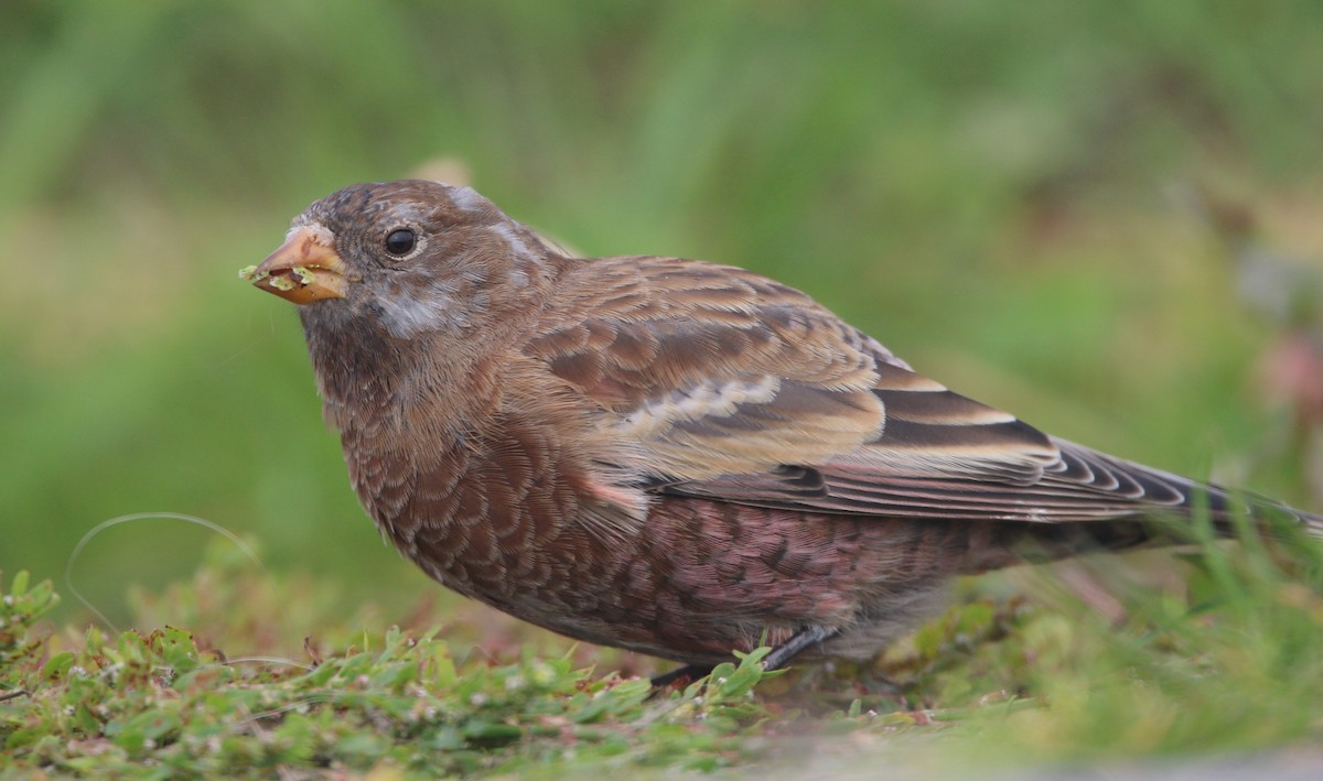 Gri Başlı Alamecek (littoralis) - ML621650637