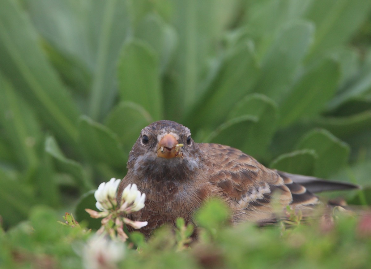 Gri Başlı Alamecek (littoralis) - ML621650638