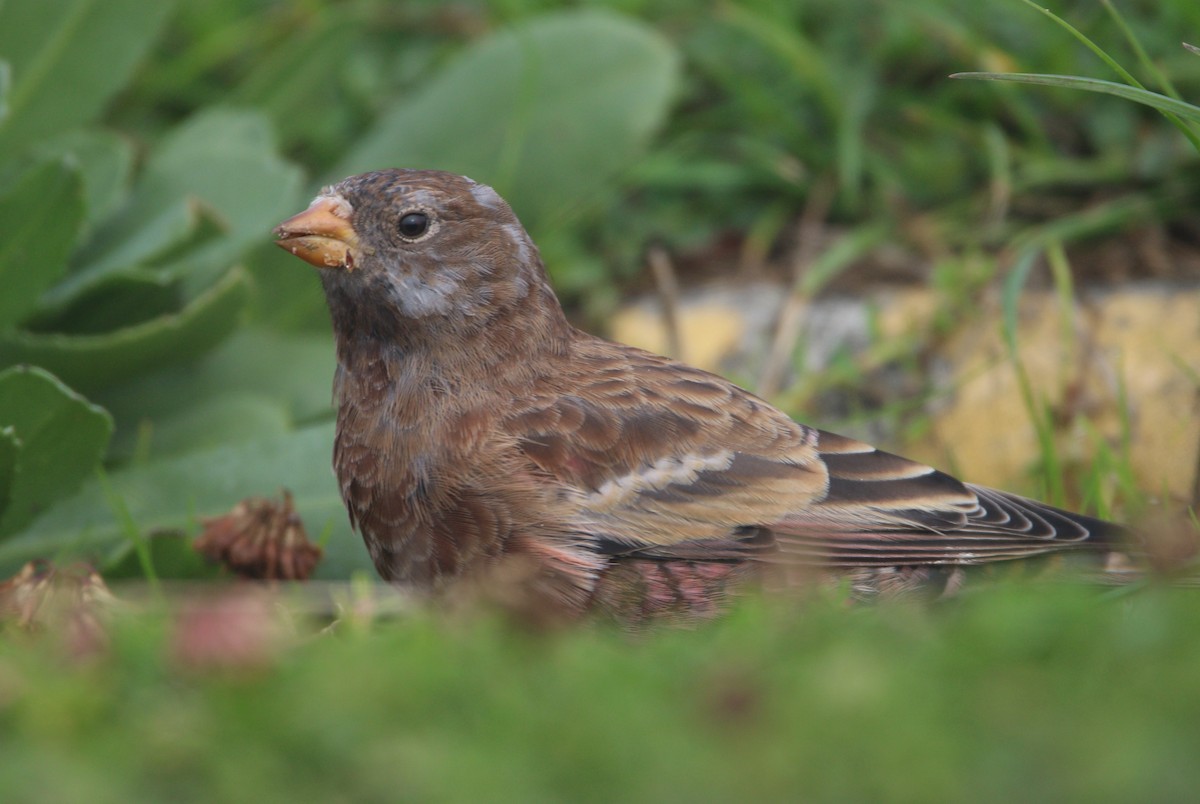 Gri Başlı Alamecek (littoralis) - ML621650639