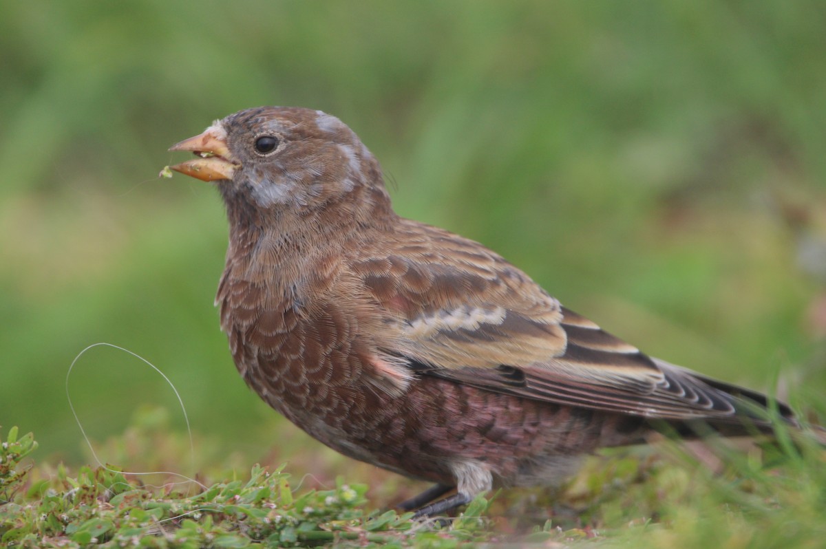Gri Başlı Alamecek (littoralis) - ML621650640