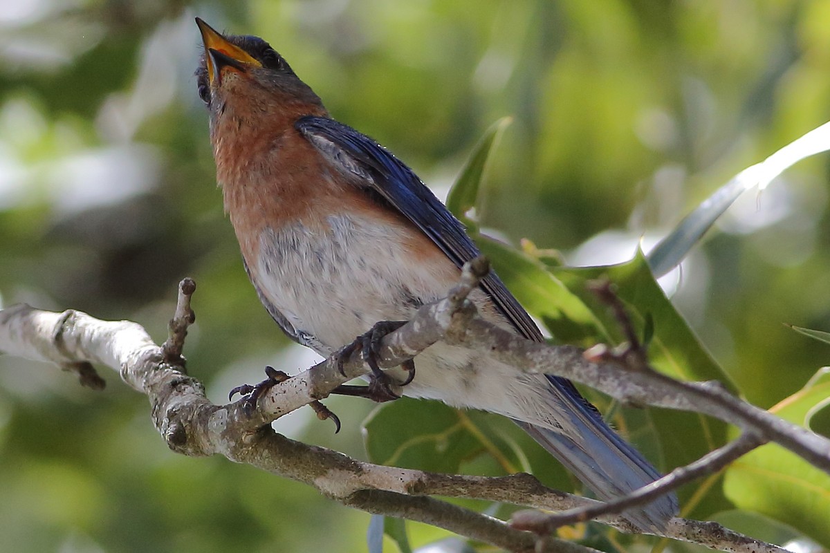 Eastern Bluebird - ML621650671