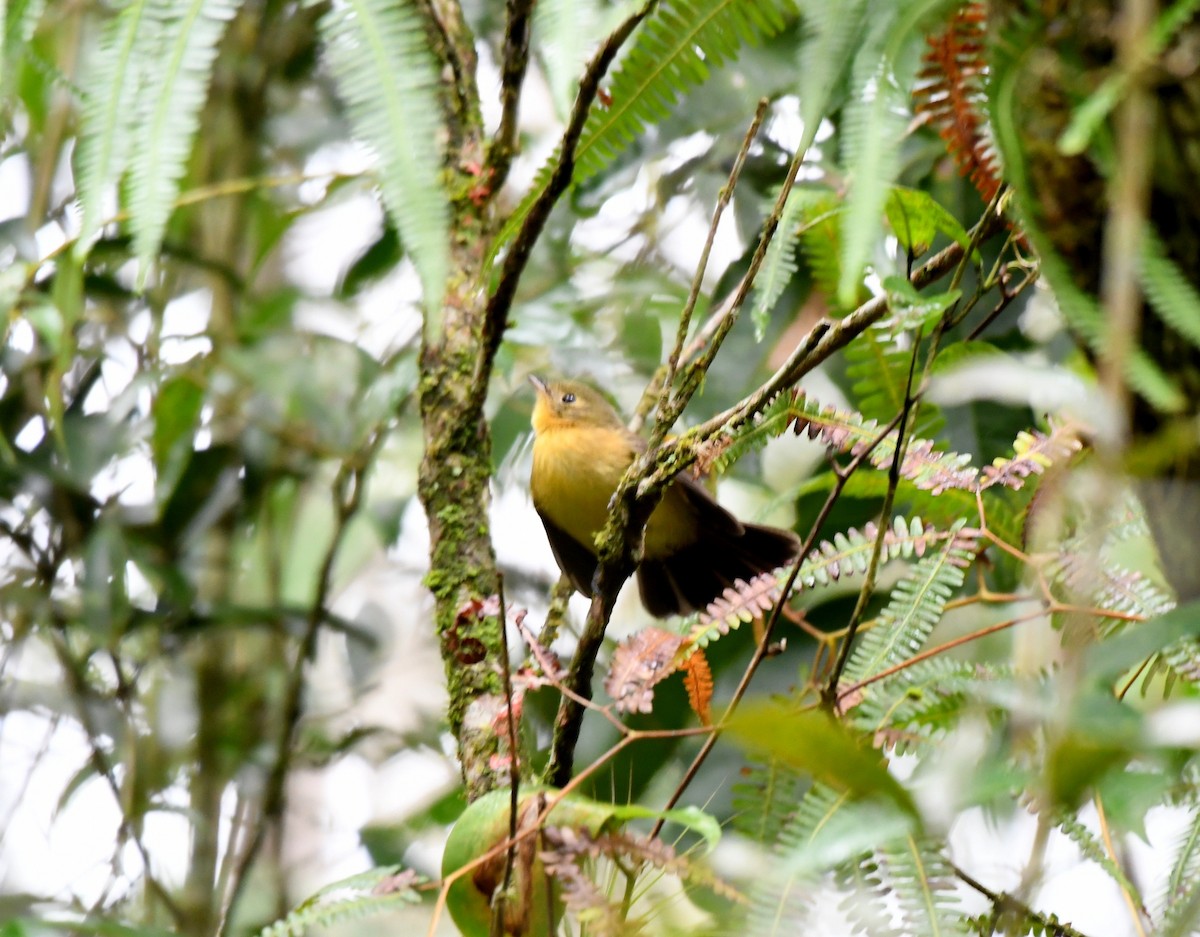 Black-tailed Flycatcher - ML621650704