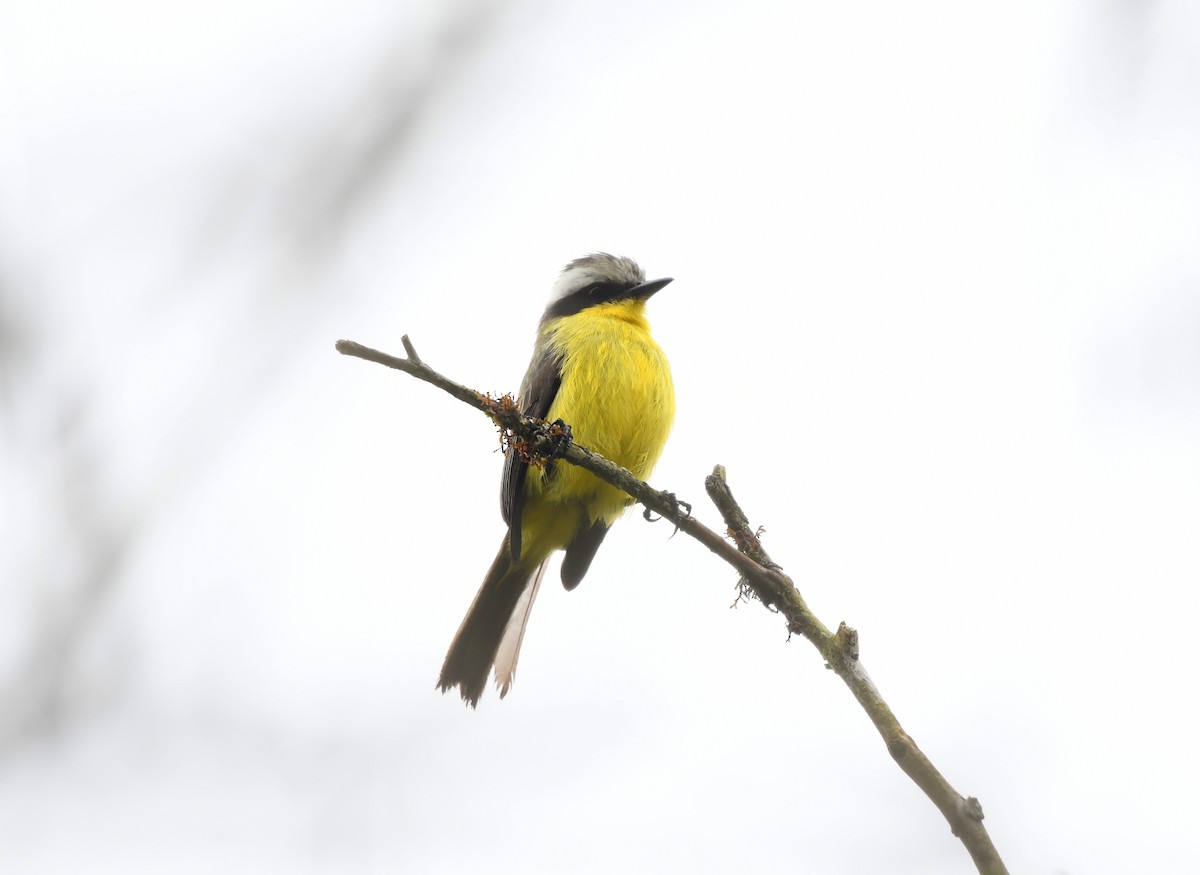 Three-striped Flycatcher - ML621650712