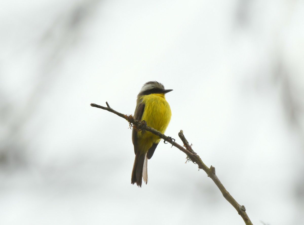 Three-striped Flycatcher - ML621650713