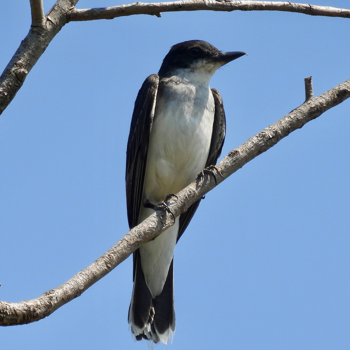 Eastern Kingbird - ML621650780