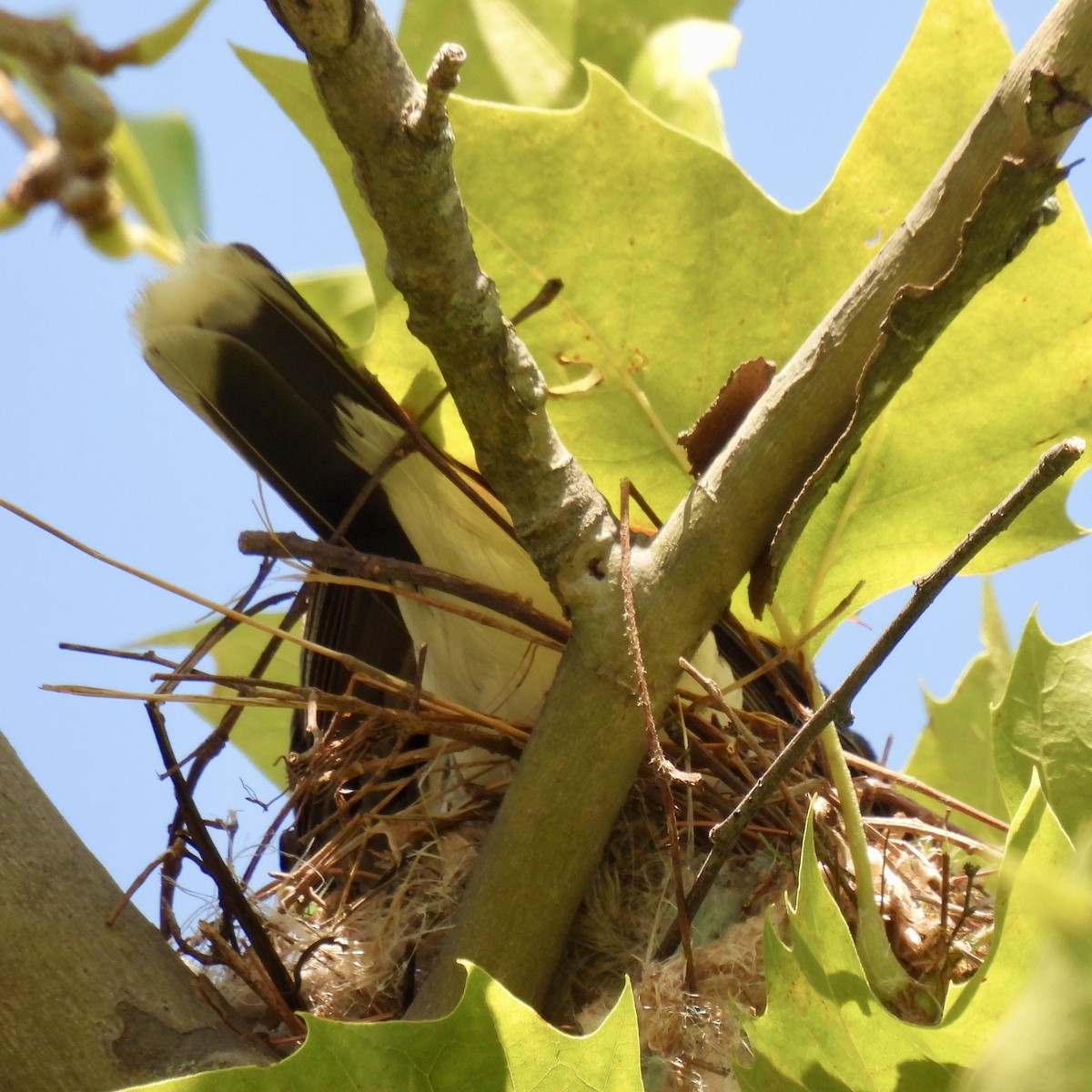 Eastern Kingbird - ML621650782