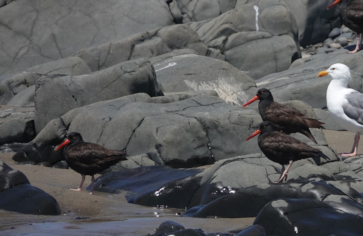 Black Oystercatcher - ML621650783