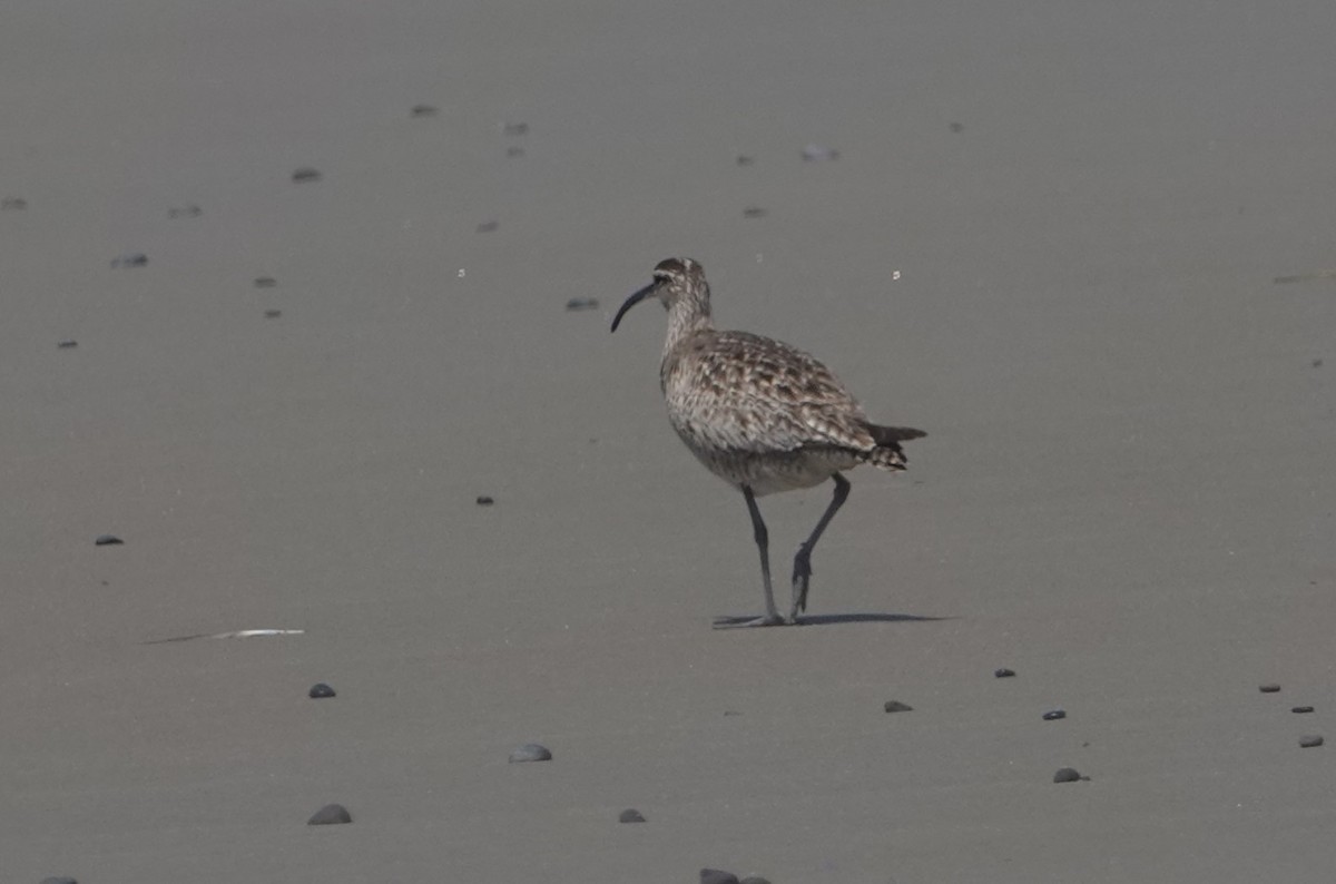 Whimbrel - ML621650790