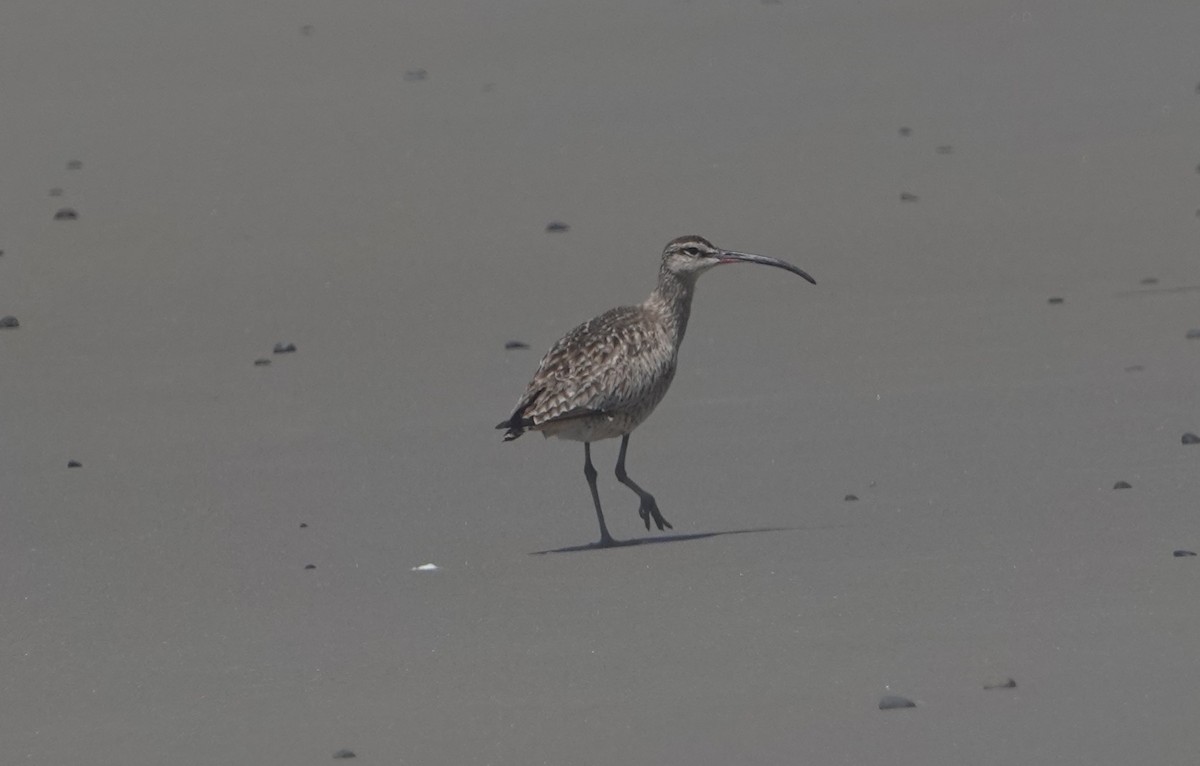 Whimbrel - ML621650795