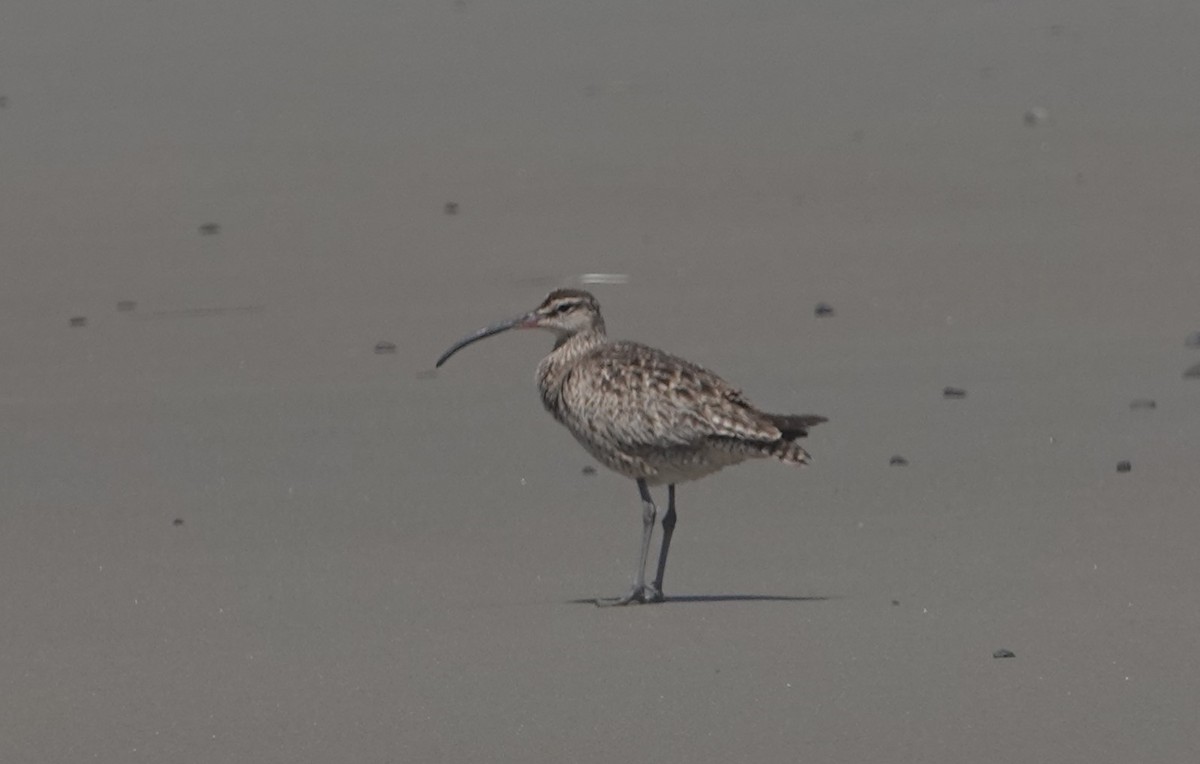 Whimbrel - ML621650797