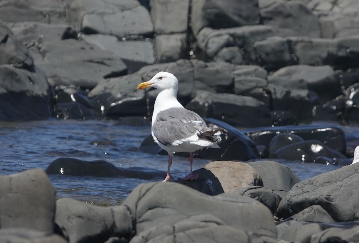 Western Gull - ML621650848