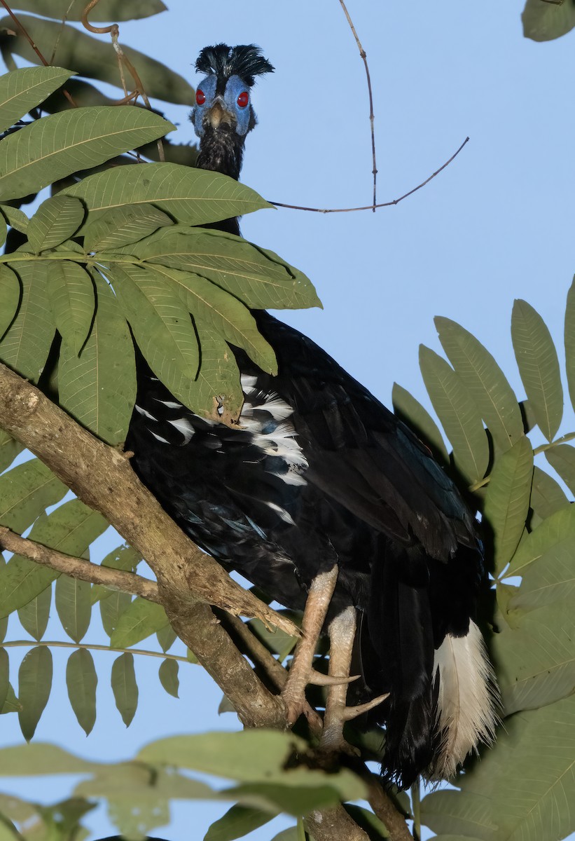 Malayan Crested Fireback - ML621650907