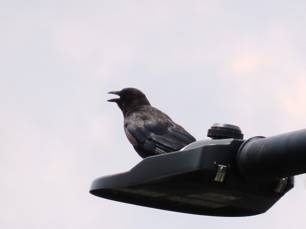 American Crow - ML621650983