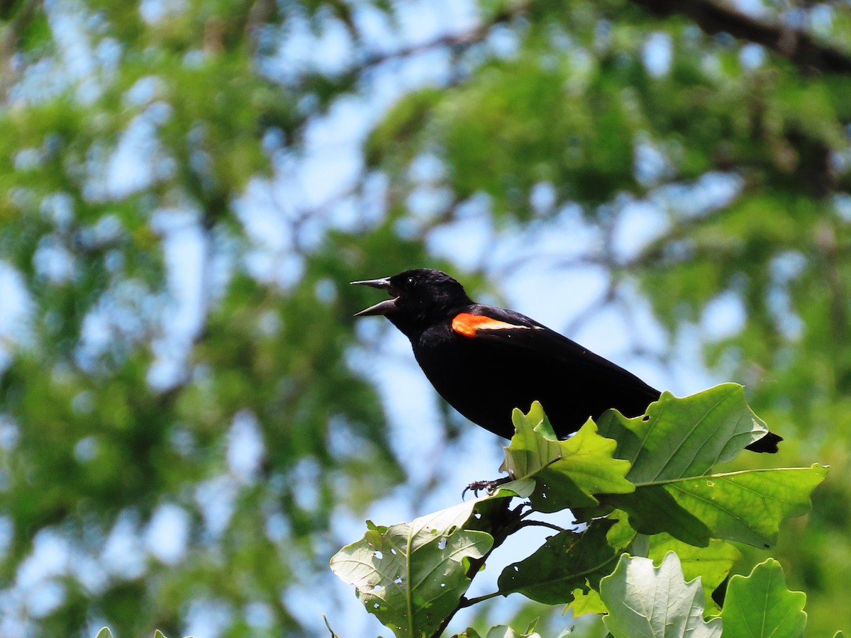 Red-winged Blackbird - ML621651003