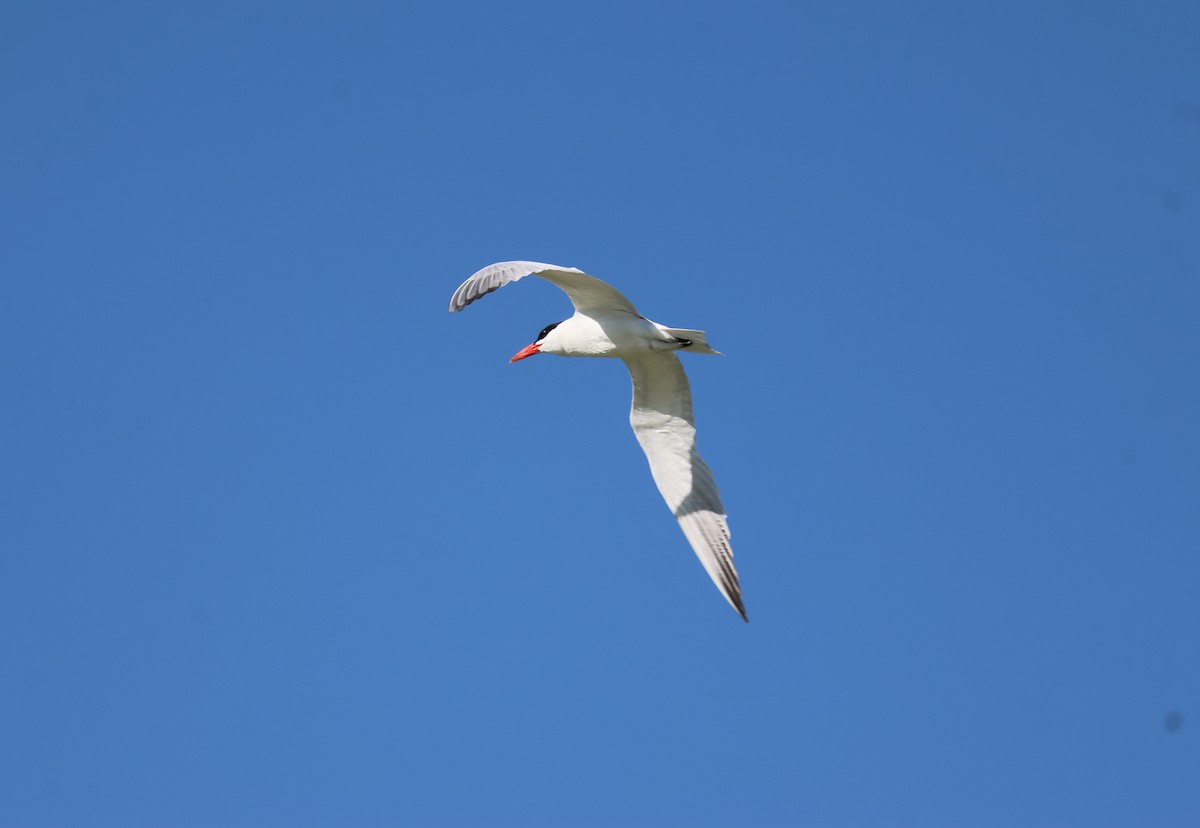 Caspian Tern - Ed Lavender