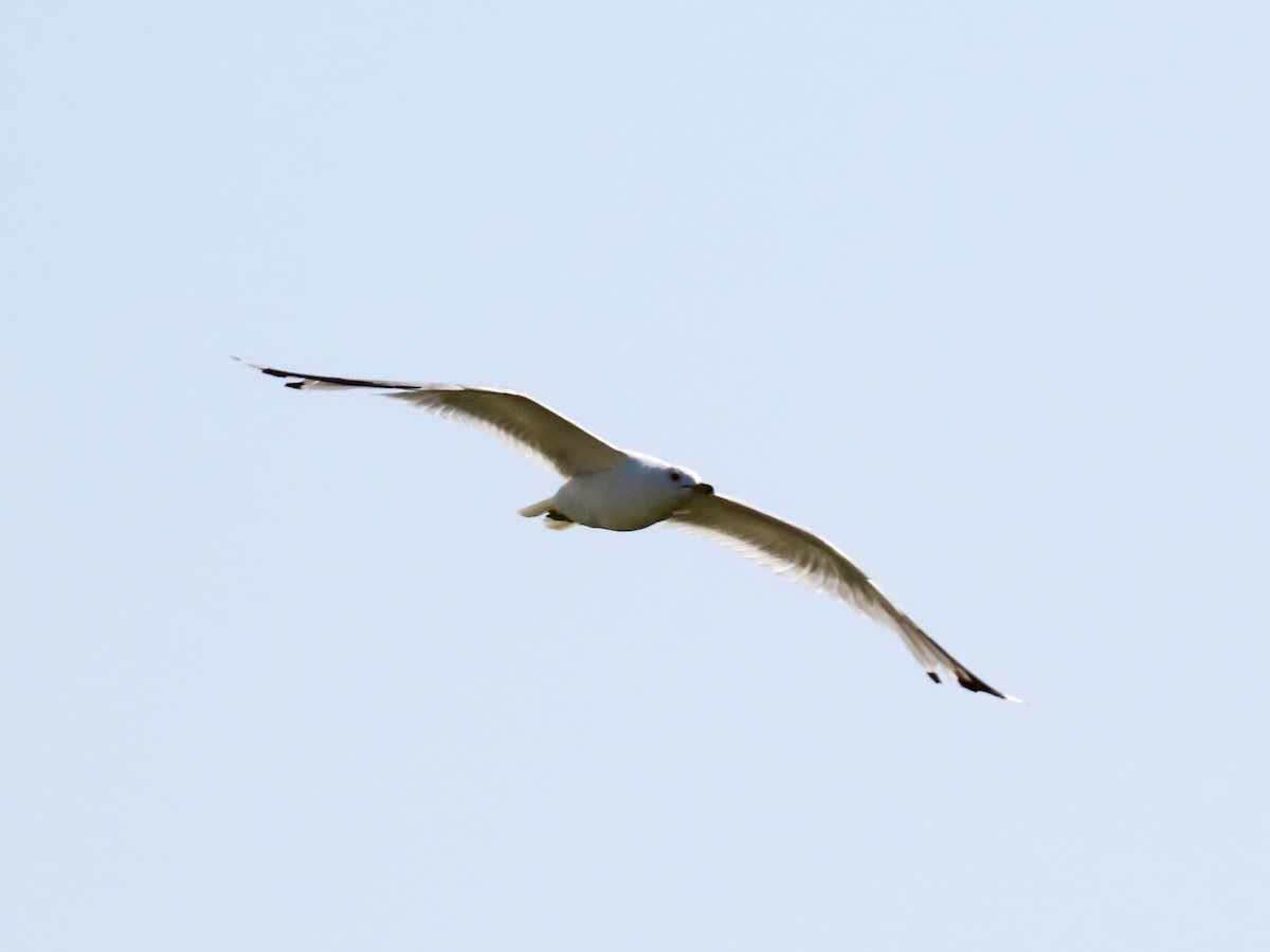 Ring-billed Gull - ML621651061