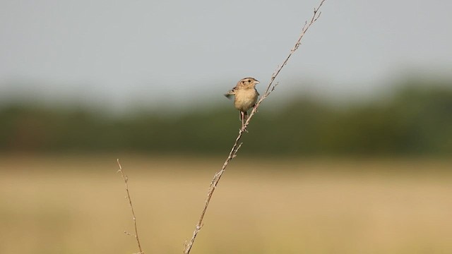 Grasshopper Sparrow - ML621651103