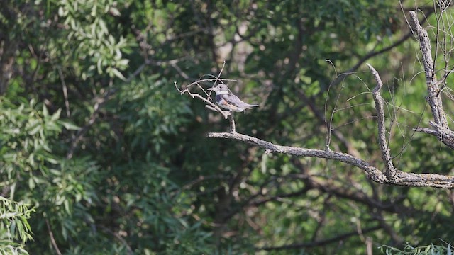 Belted Kingfisher - ML621651148
