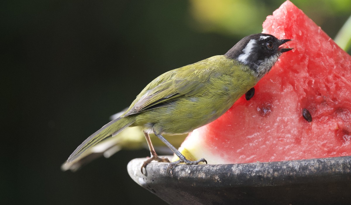 Sooty-capped Chlorospingus - ML621651196