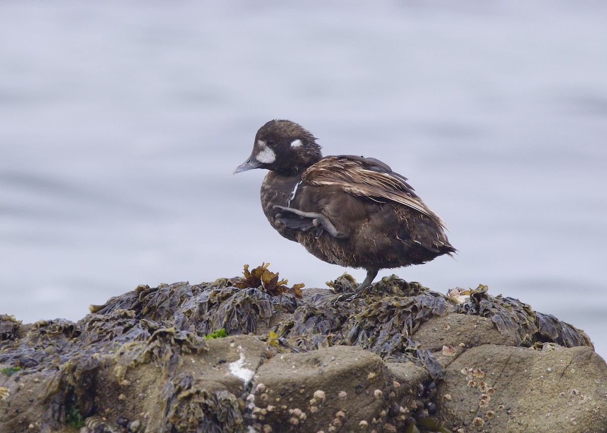 Harlequin Duck - ML621651204