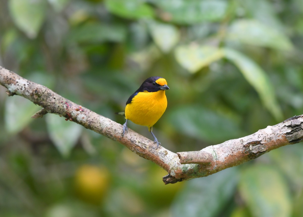 Violaceous Euphonia - ML621651205