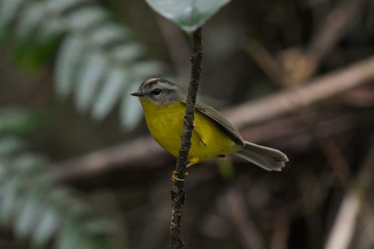 Golden-crowned Warbler - ML621651213