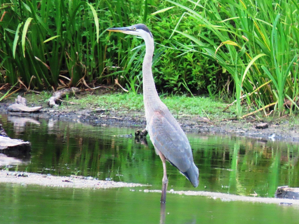 Great Blue Heron - ML621651226