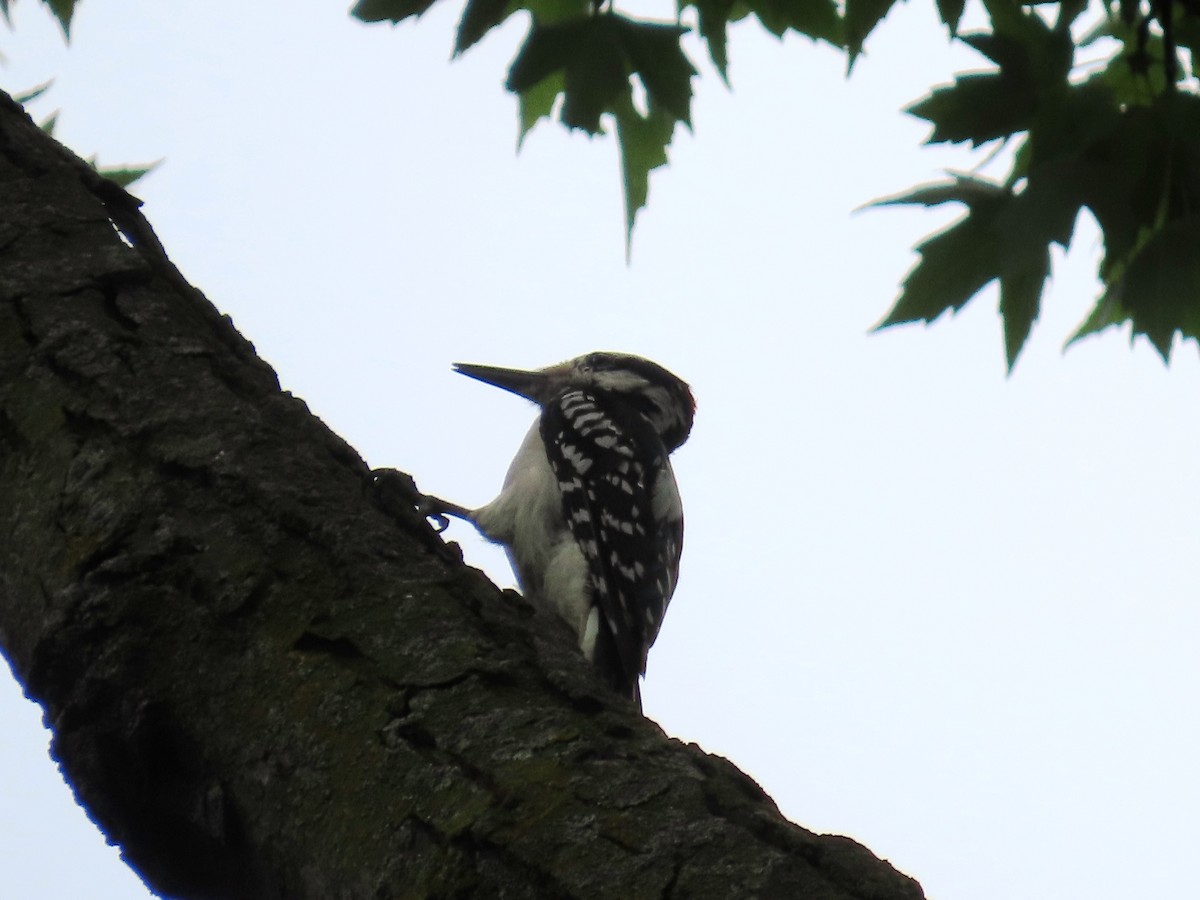 Hairy Woodpecker - ML621651292