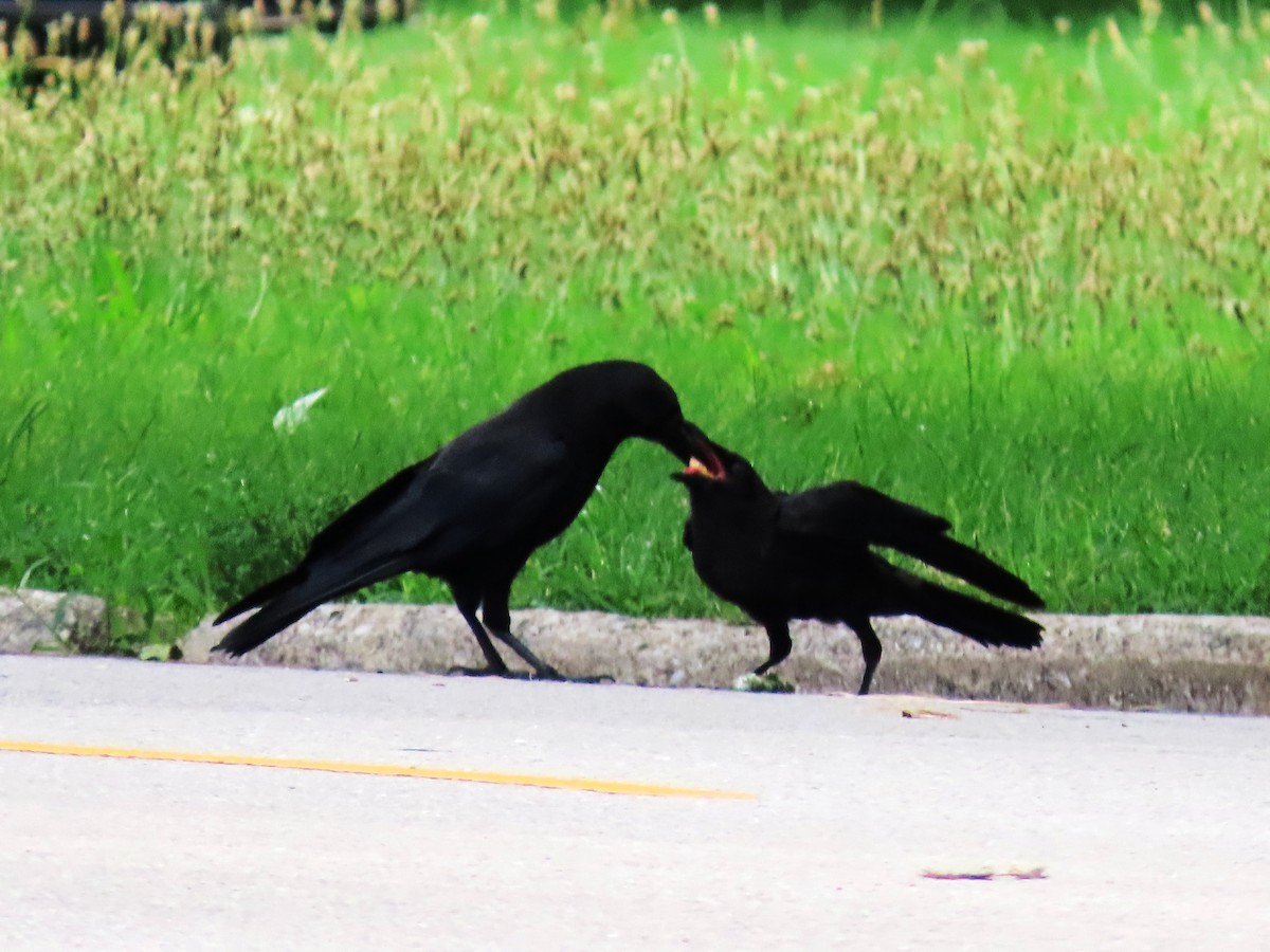 American Crow - ML621651305