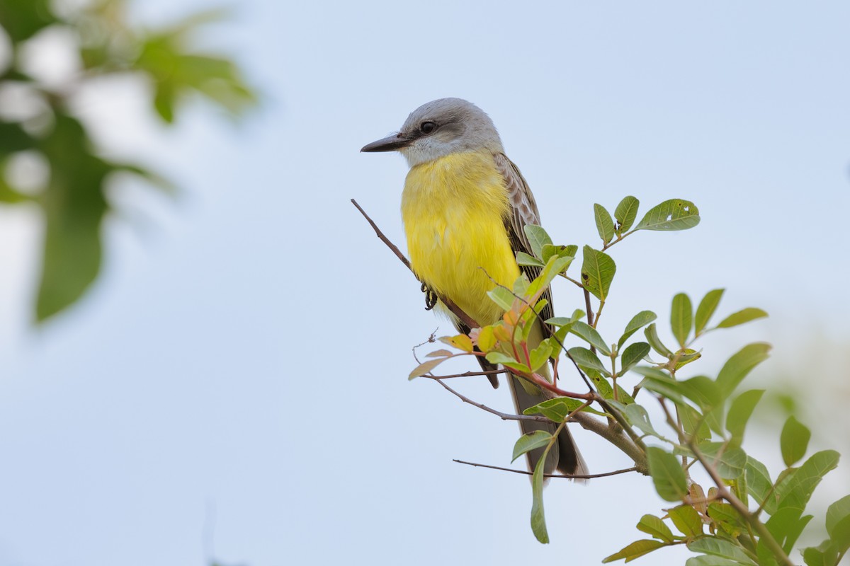 Tropical Kingbird - ML621651313