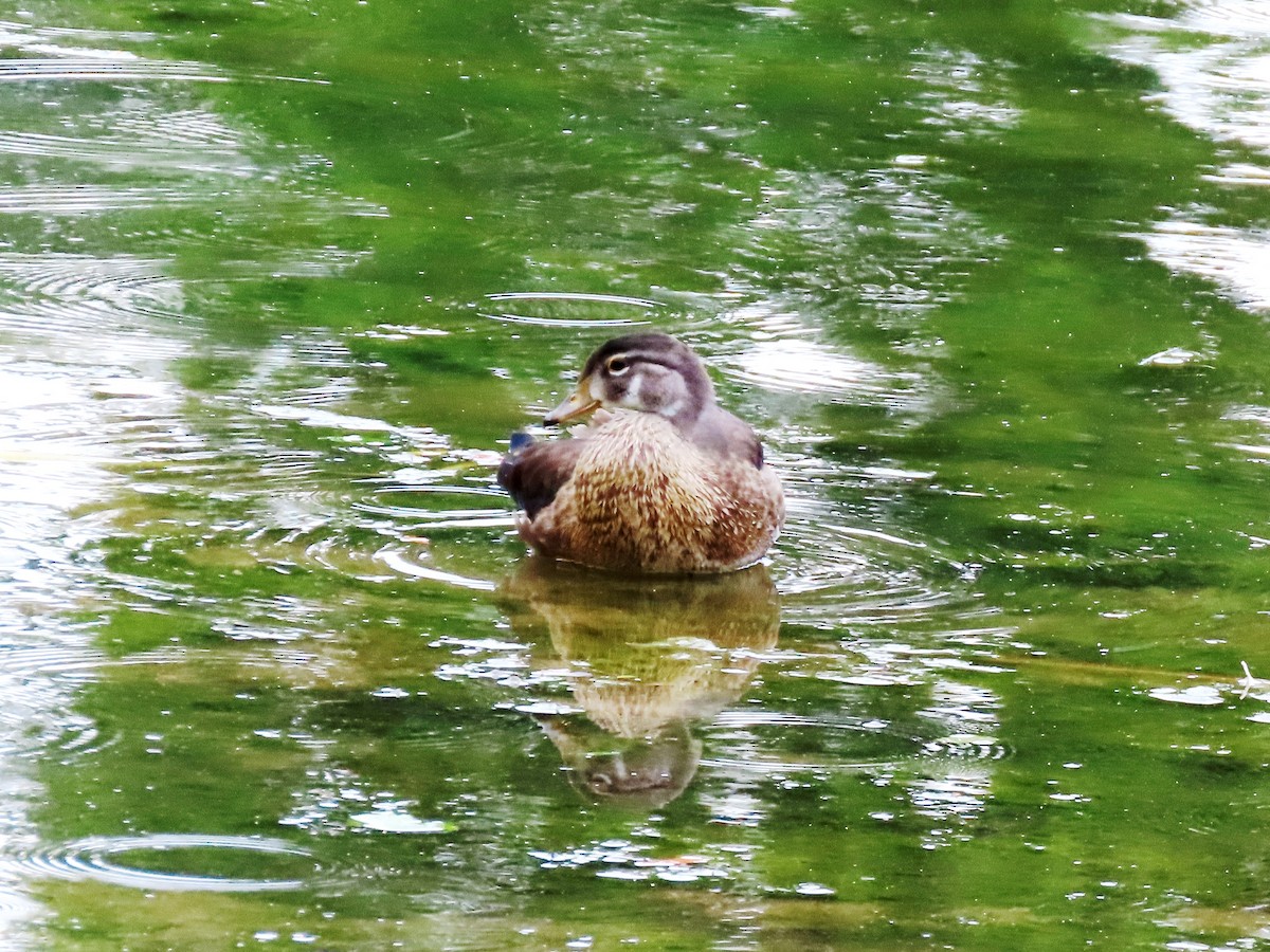 Wood Duck - ML621651318