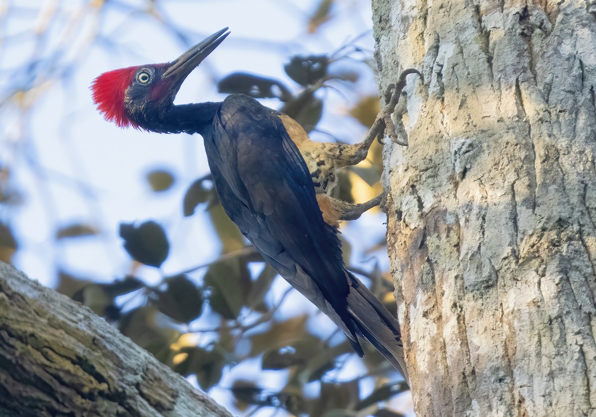 White-bellied Woodpecker - Mark Chappell