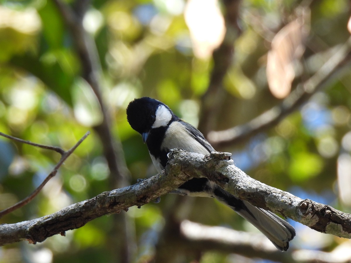 Japanese Tit - ML621651344