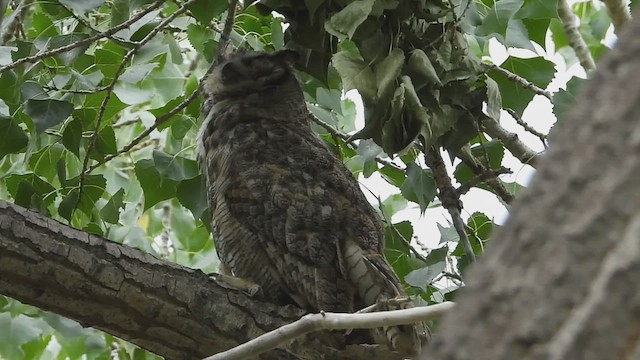 Great Horned Owl - ML621651360