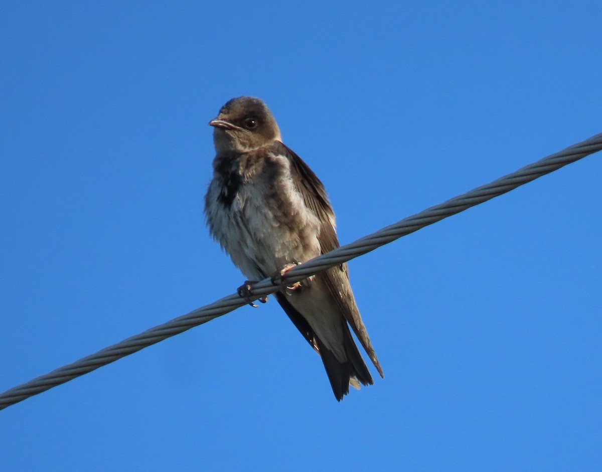 eBird Checklist - 19 Jul 2024 - Merrill Creek Reservoir - 27 species