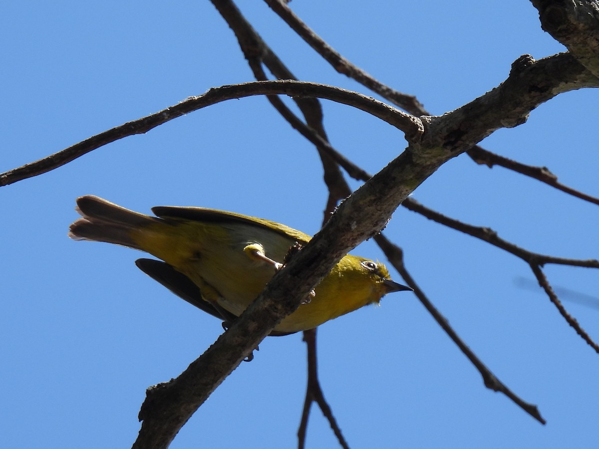 Indian White-eye - ML621651401