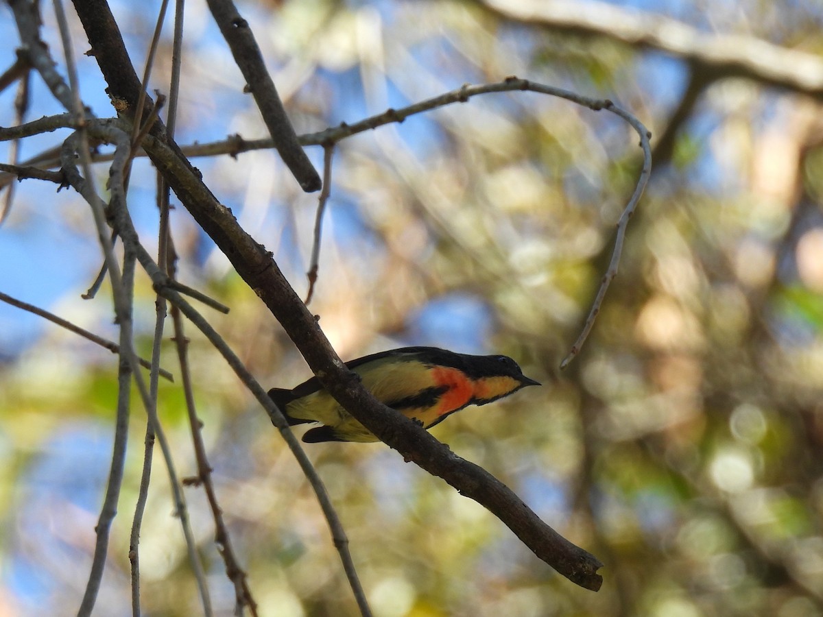 Fire-breasted Flowerpecker - ML621651432