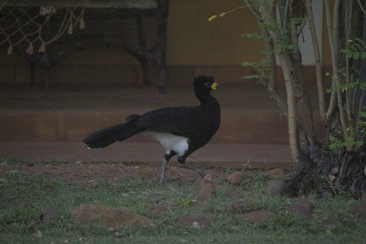 Bare-faced Curassow - ML621651500