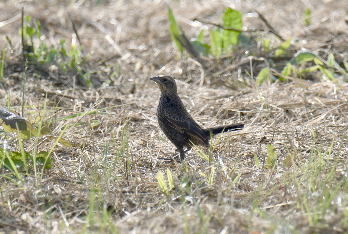 Red-winged/Tricolored Blackbird - ML621651582