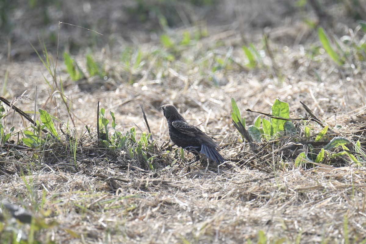 Red-winged/Tricolored Blackbird - ML621651598