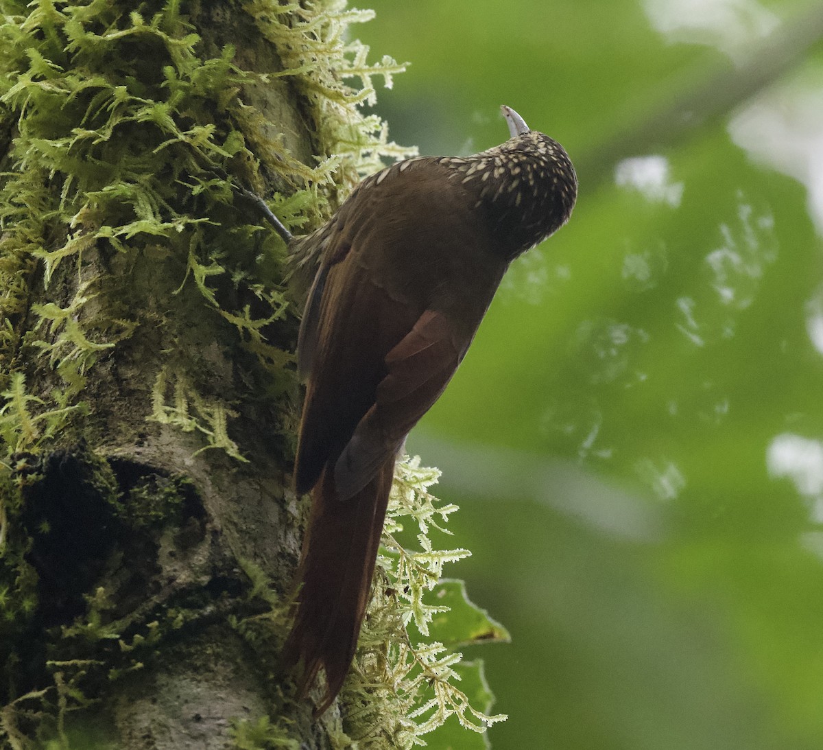 Spot-crowned Woodcreeper - ML621651600