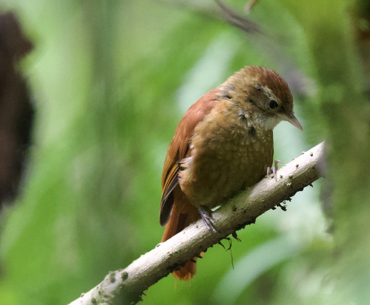 Ruddy Treerunner - ML621651616