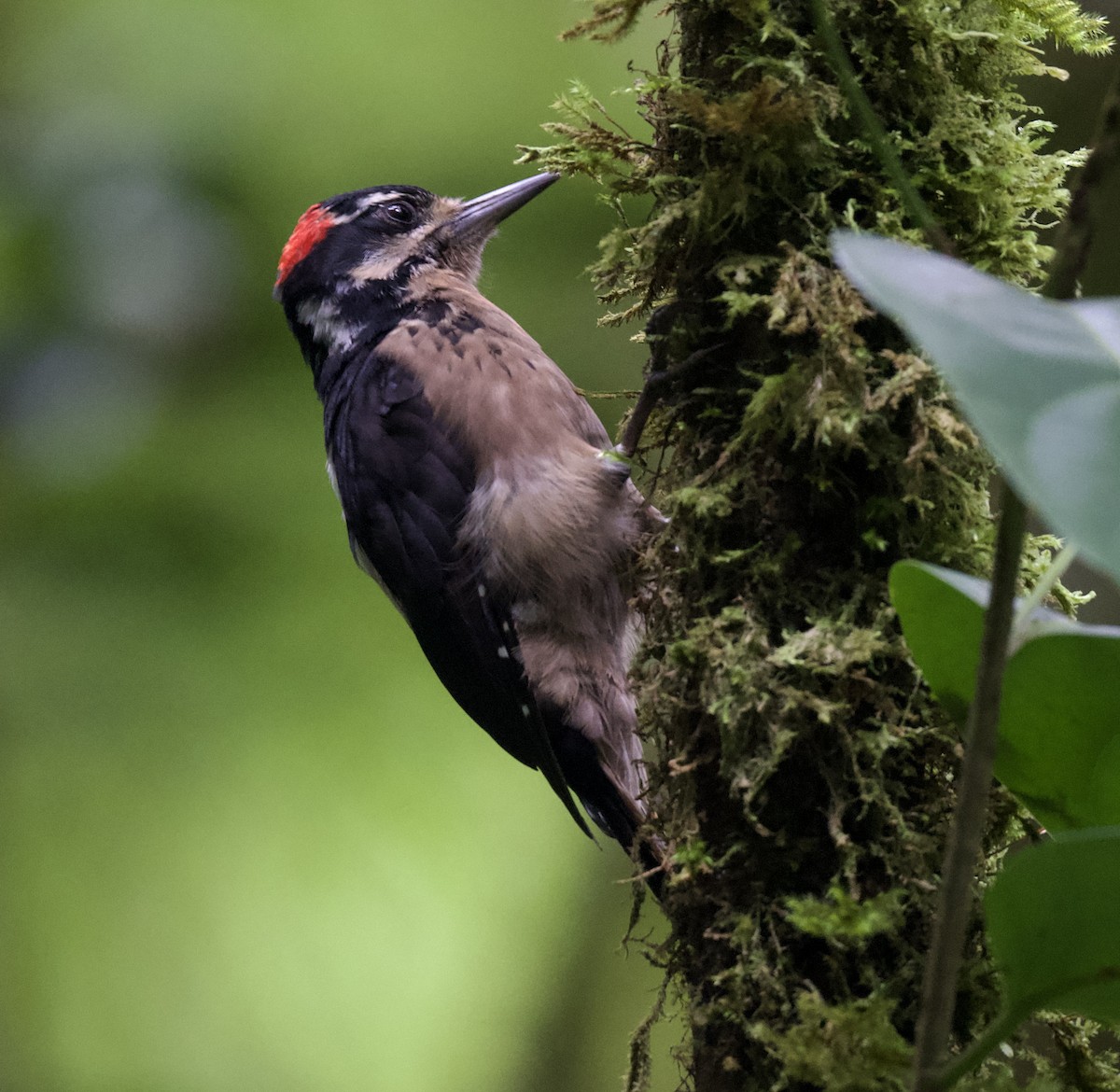 Hairy Woodpecker (Costa Rican) - william tyrer